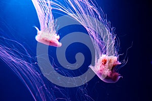 Lions Mane Jellyfish Cyanea capillata