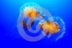 Lions mane jellyfish cyanea capillata in a aquarium
