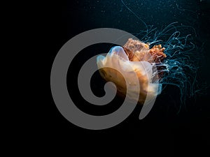 Lions Mane Jellyfish in Scottish Sea