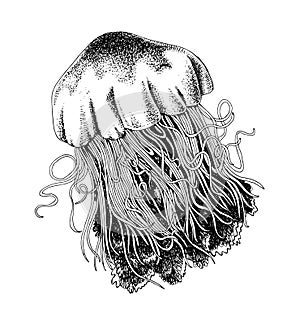 Lions mane jellyfish vector illustration