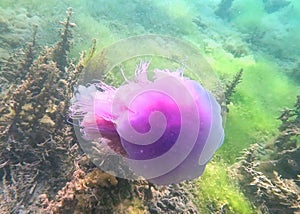 Lions Mane Jellyfish at Whyalla