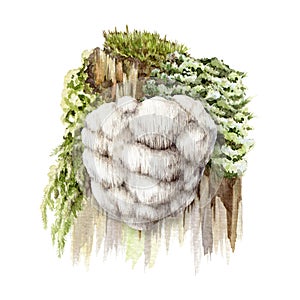 lions mane mushroom on a mossy stump. Watercolor illustration. Hand painted Hericium erinaceus fungus element. Lions photo