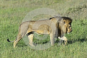 Lions Masai Mara