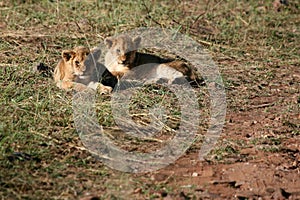 Lions Masai Mara Kenya