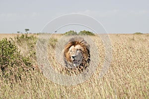 Lions in Masai Mara Savannah, Kenya