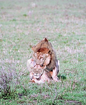 Lions mating