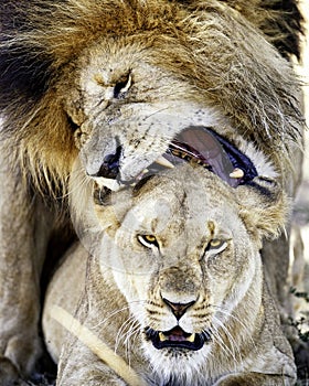 Lions Mating Giving Love Bite