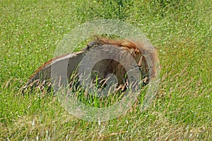Lions mating at Kruger National Park