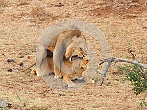 Lions mating