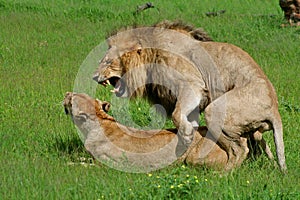 Lions mating, Okavango, Botswana