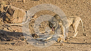 Lions mating in savannah, in Kruger national park