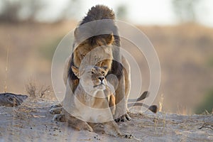 Lions mating in the wilderness