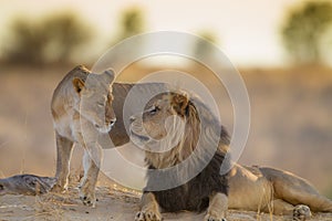 Lions mating in the wilderness