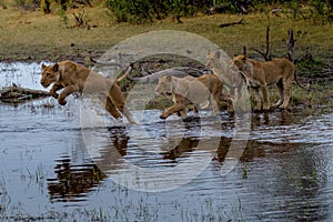 Lions on a morning hunt