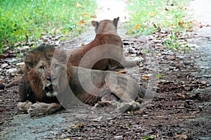 Neyyar Wildlife Sanctuary, Kerala, India