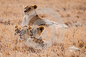 Lions in Ngorongoro Crater