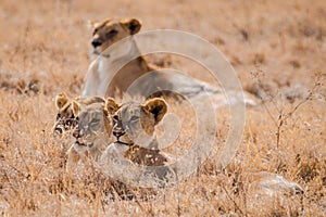 Lions in Ngorongoro Crater photo