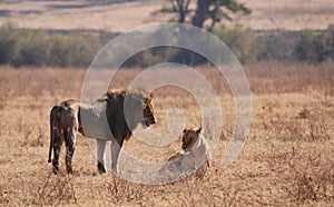Lions In Ngorongoro N.P.