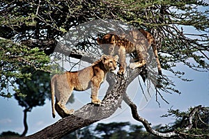 Lions (Pathera leo) photo