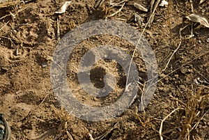 Lions pawprint photo