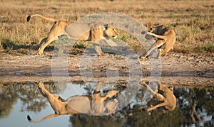Lions playing near water, Savuti, Botswana