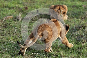 Lions playing in savannah in kenya