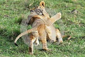 Lions playing in savannah in kenya