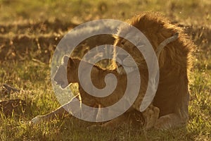 Lions playing in savannah in kenya