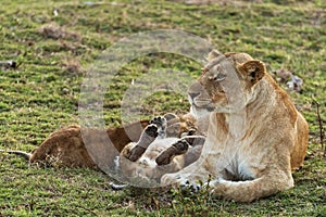 Lions playing in savannah in kenya