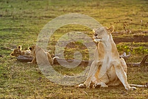 Lions playing in savannah in kenya