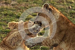 Lions playing in savannah in kenya