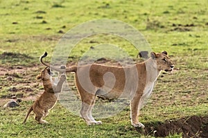 Lions playing in savannah in kenya