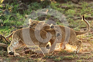 Lions playing in savannah in kenya