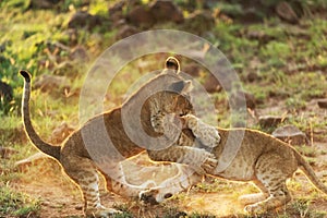 Lions playing in savannah in kenya