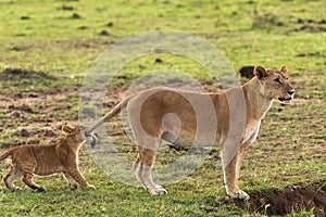 Lions playing in savannah in kenya