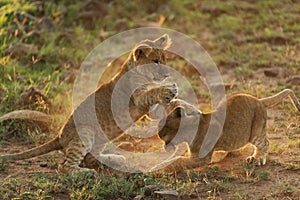 Lions playing in savannah in kenya