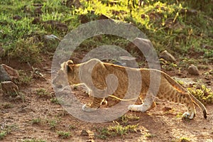 Lions playing in savannah in kenya