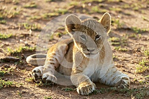 Lions playing in savannah in kenya