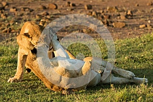 Lions playing in savannah in kenya