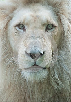 Lions portrait