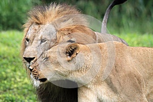 Lions portrait