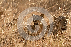 Lions pride in grass at sunset