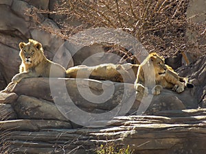 Lions Pride of the Rock photo