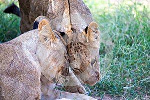 Lions rest in the grass of the savanna