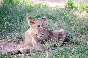 Lions rest in the grass of the savanna