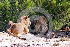 Lions rest on the ground in the shade of a bush on a sunny afternoon in the wild Afrika safari