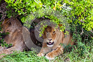 Lions rest after the hunt