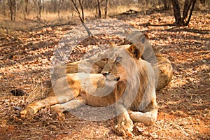 Lions resting photo