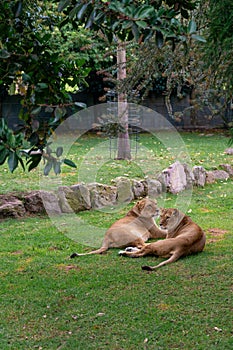 Lions resting in the grass, nature, wild animals