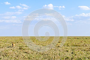 Lions resting in a grass. Serengeti national park, Tanzania